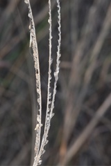 Paspalum monostachyum