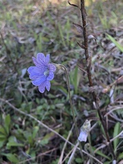 Pinguicula caerulea image