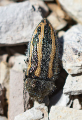 Acmaeodera nigrovittata