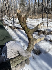 Erethizon dorsatum epixanthum