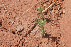 Lappula occidentalis cupulata