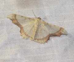 Zeheba lucidata