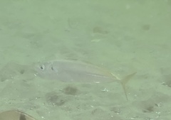 Trachurus symmetricus