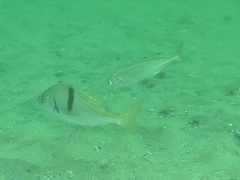 Trachurus symmetricus