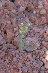 Lappula occidentalis cupulata