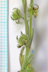 Lappula occidentalis cupulata