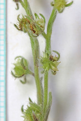Lappula occidentalis cupulata