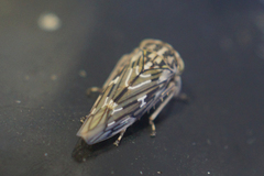 Idiocerus moniliferae