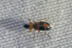Badister neopulchellus