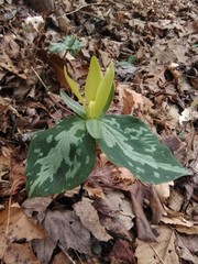 Trillium luteum