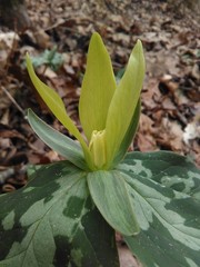 Trillium luteum