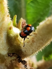 Cryptocephalus quadruplex