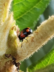 Cryptocephalus quadruplex