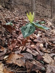 Trillium luteum