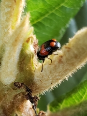 Cryptocephalus quadruplex