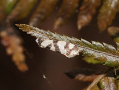 Lepidoscia characota