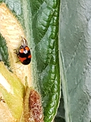 Cryptocephalus quadruplex