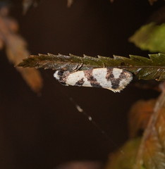 Lepidoscia characota