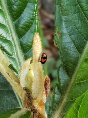 Cryptocephalus quadruplex