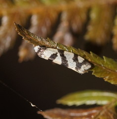 Lepidoscia characota