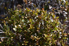 Gaultheria crassa