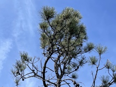 Pinus contorta bolanderi