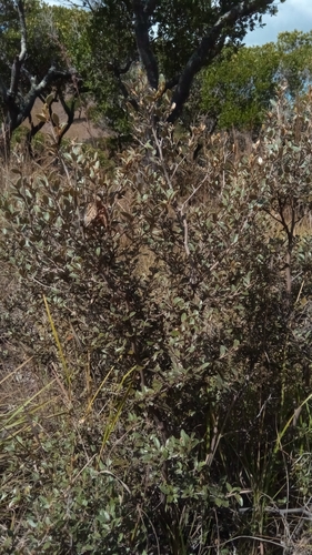 Xerochlamys bojeriana