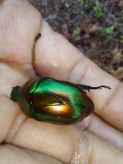 Macraspis chrysis