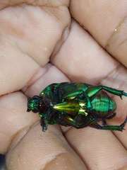 Macraspis chrysis