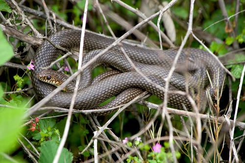 Photo of a Large Whip Snake (caspius) (Dolichophis caspius)