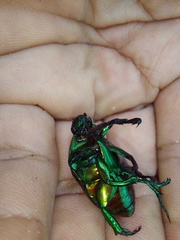 Macraspis chrysis