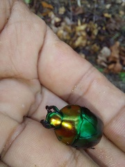 Macraspis chrysis