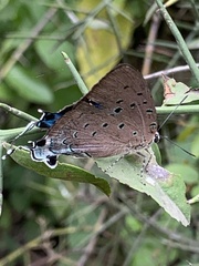 Pseudolycaena