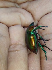 Macraspis chrysis