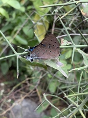 Pseudolycaena