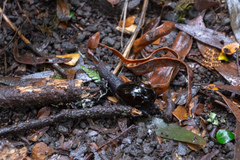 Victaphanta compacta