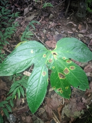 Tacca palmata