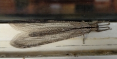 Heoclisis fundata