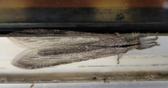 Heoclisis fundata