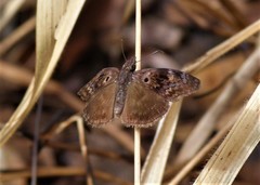 Chiomara basigutta