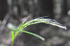 Festuca subuliflora