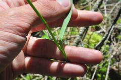 Festuca subuliflora
