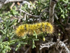 Lophocampa argentata
