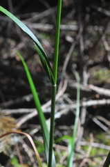 Festuca subuliflora