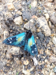 Chrysocale