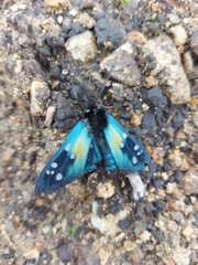 Chrysocale