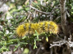 Lophocampa argentata