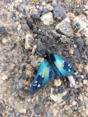 Chrysocale