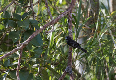 Conothraupis mesoleuca