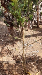 Triumfetta semitriloba